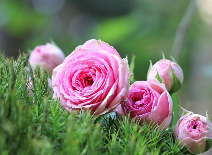 flores frescas