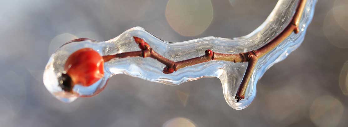 Congelación rápida abatidor temperatura